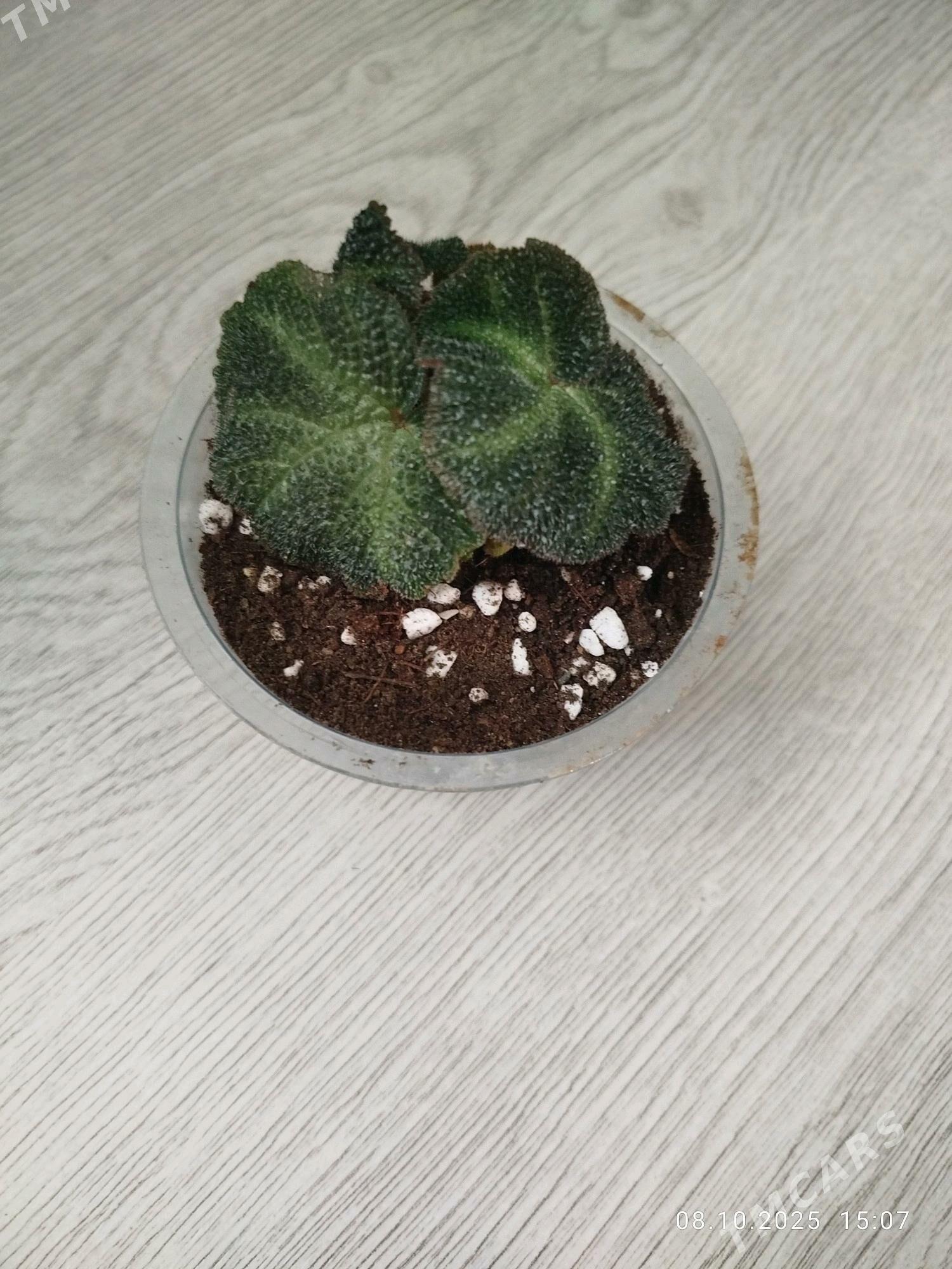 цветы , gul СКИДКИ - Aşgabat - img 4