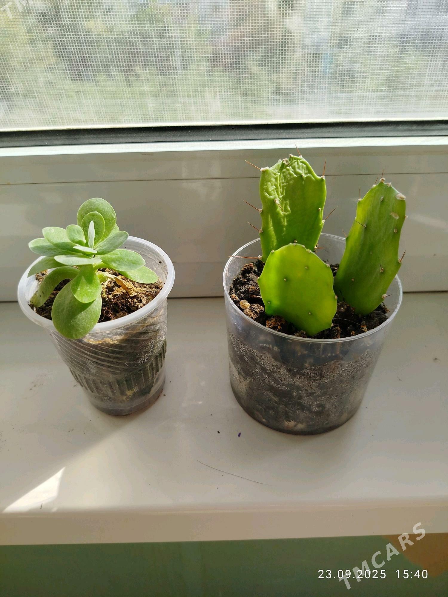 цветы , gul СКИДКИ - Aşgabat - img 6