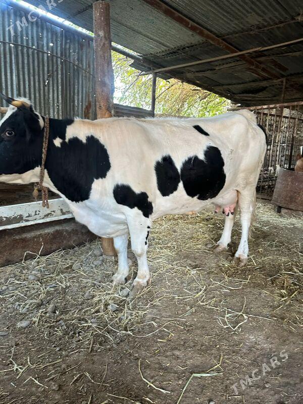 Ala Sygyr paroda - Ak bugdaý etraby - img 2