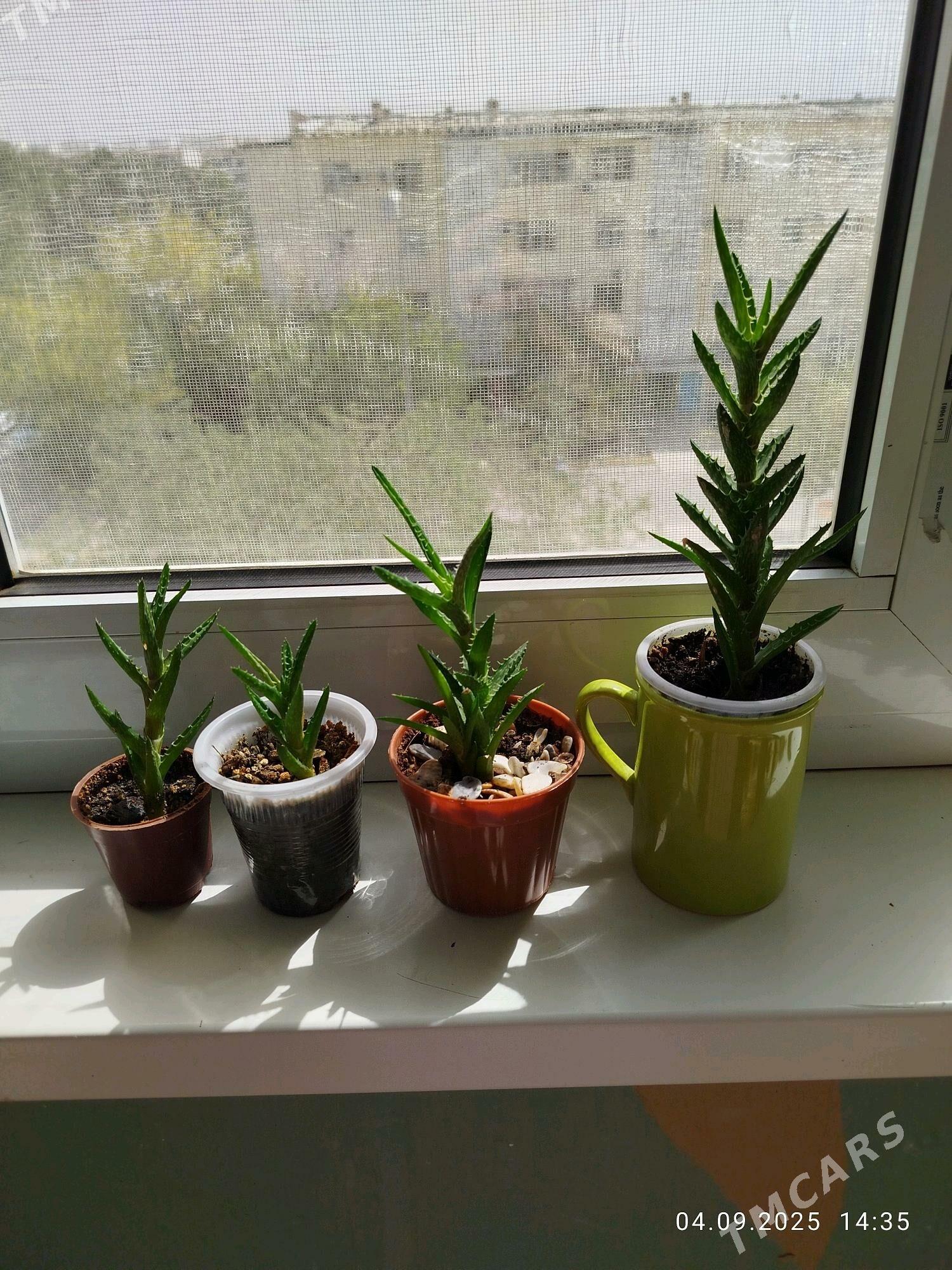 цветы , gul СКИДКИ - Aşgabat - img 8