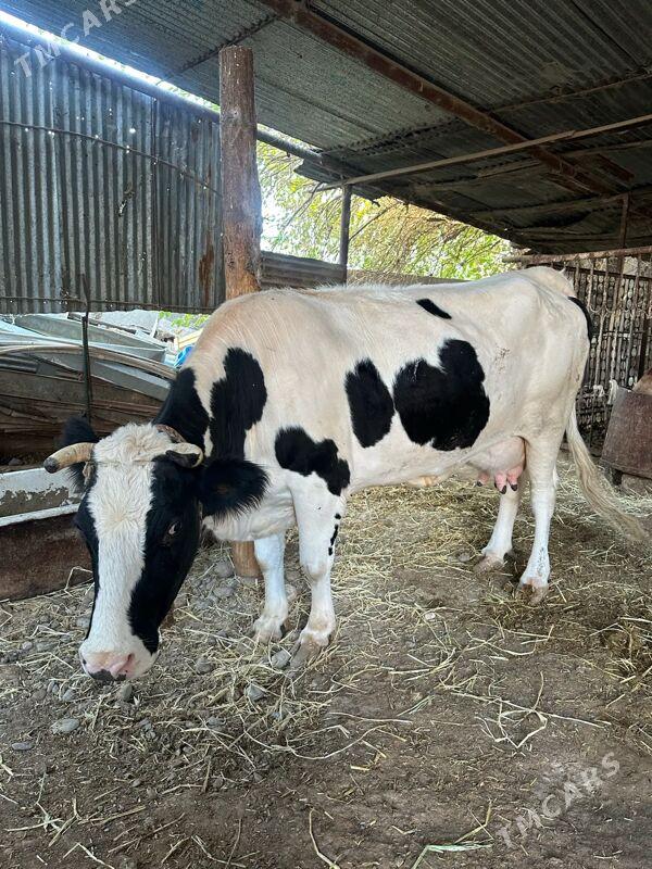 Ala Sygyr paroda - Ak bugdaý etraby - img 1