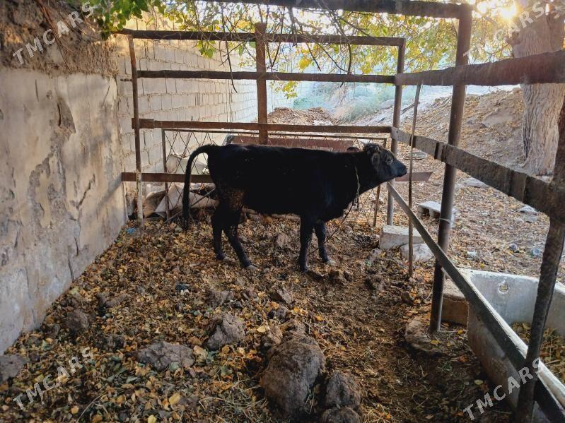 Okuz - Багир - img 2