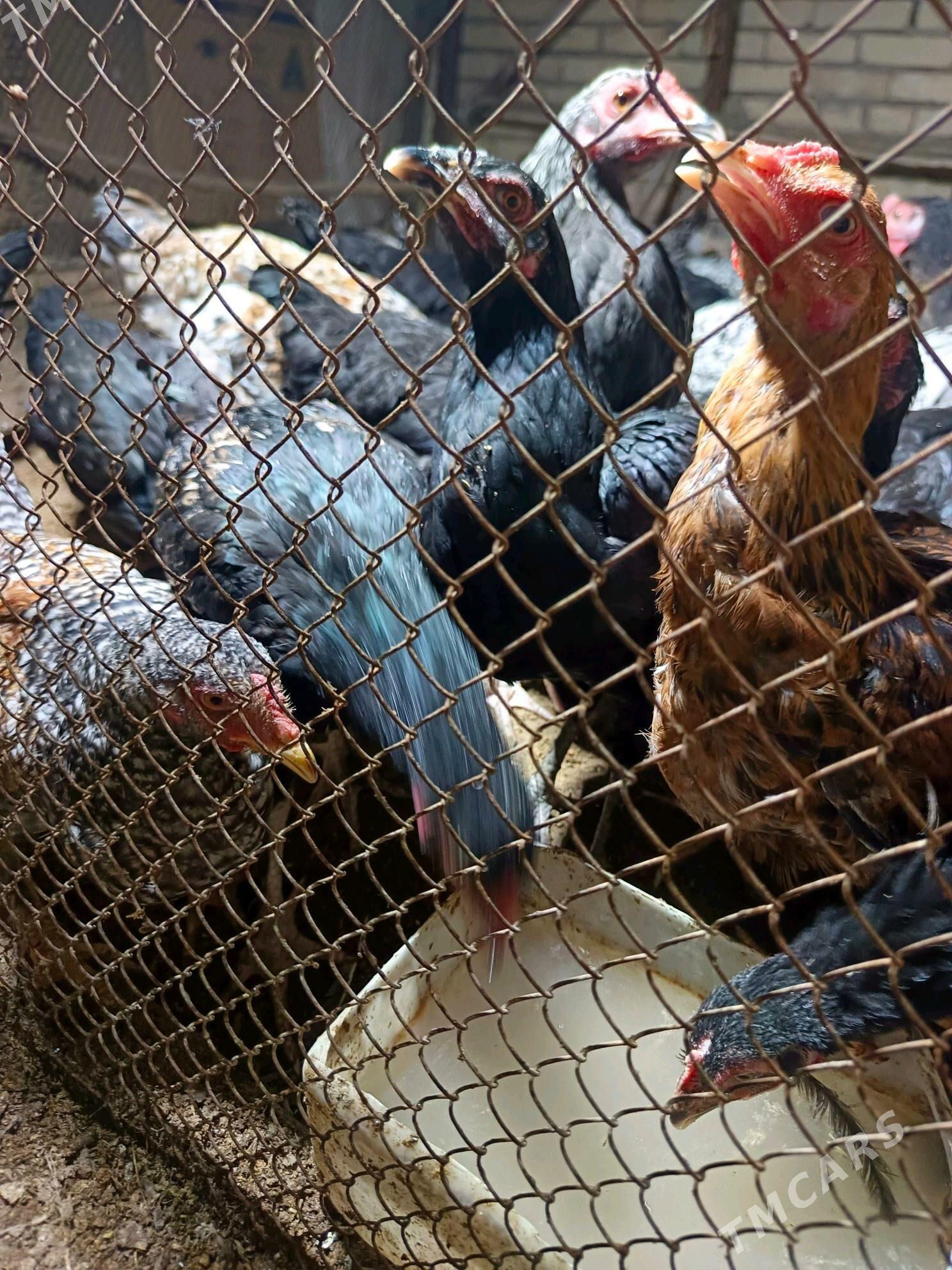 gigant horazlar - Туркменабат - img 4