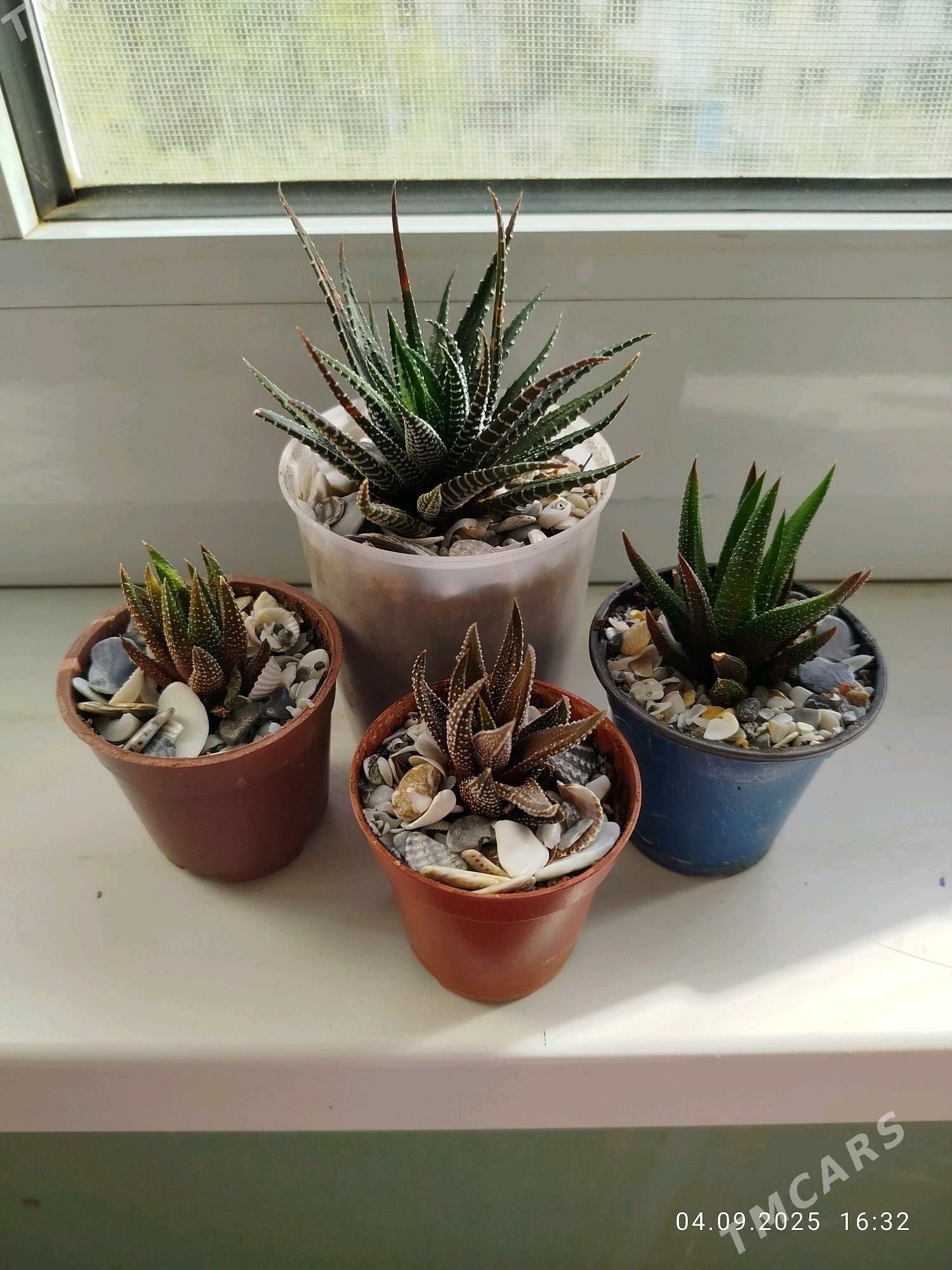 цветы , gul СКИДКИ - Aşgabat - img 9