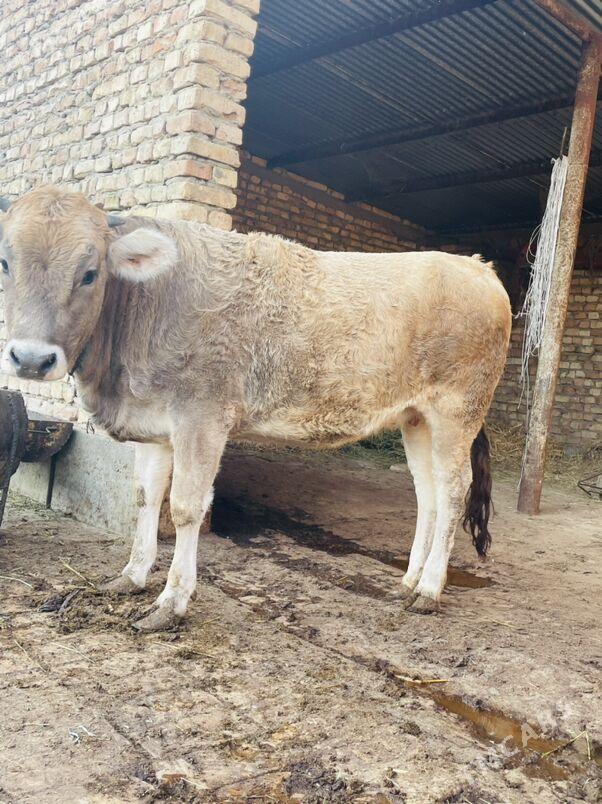 Tuwe - Гёкдепе - img 3