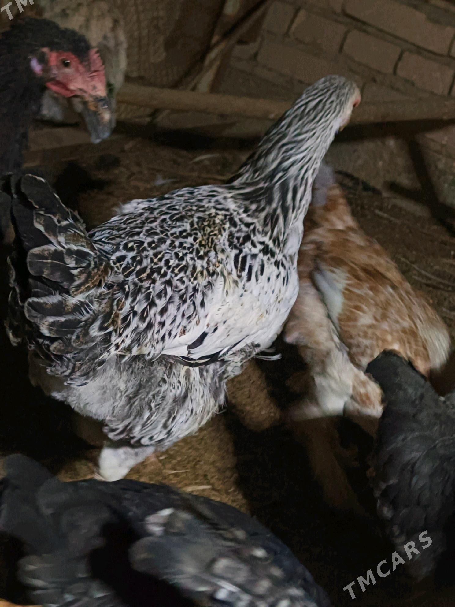 gigant horazlar - Туркменабат - img 2