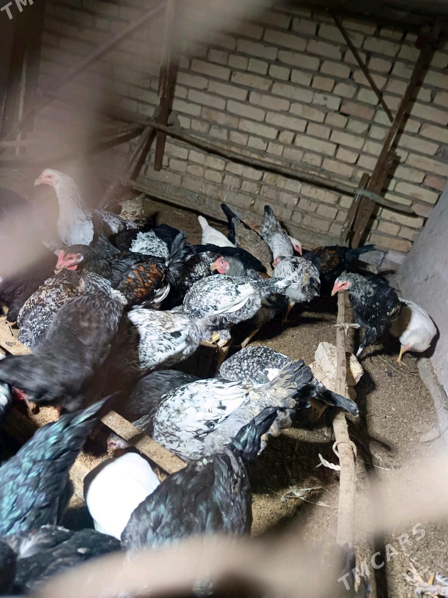 gigant horazlar - Туркменабат - img 3