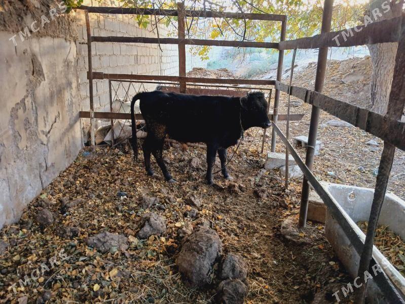 Okuz - Багир - img 3