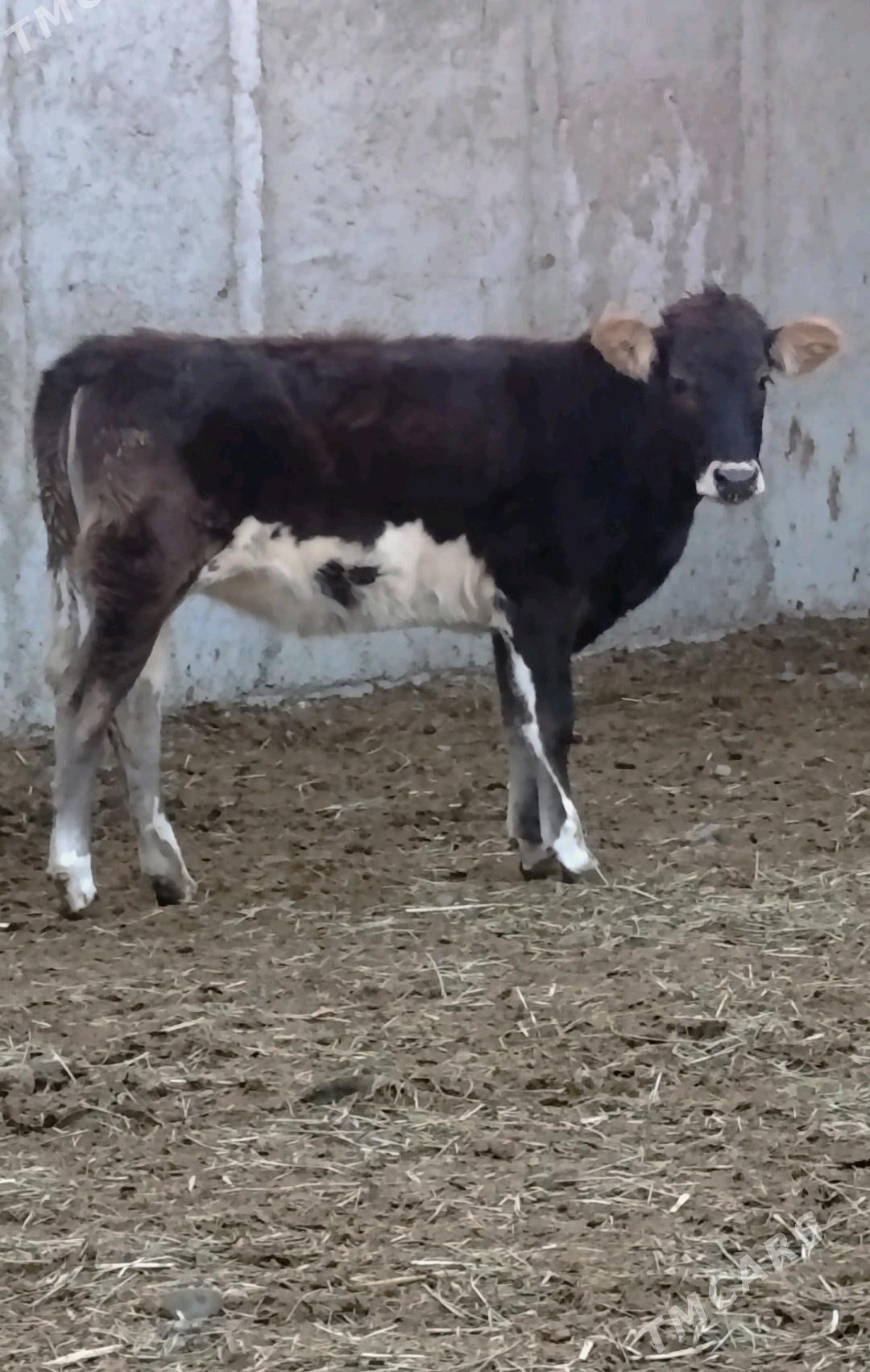 TOHUM TÜWE - Gökdepe - img 1