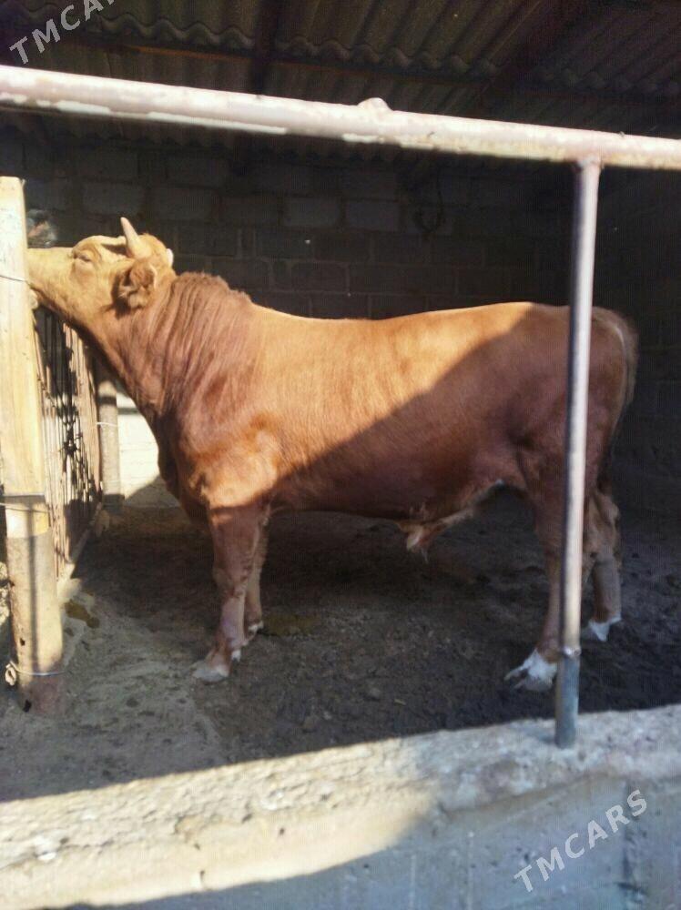 ОКУЗ - Gumdag - img 2