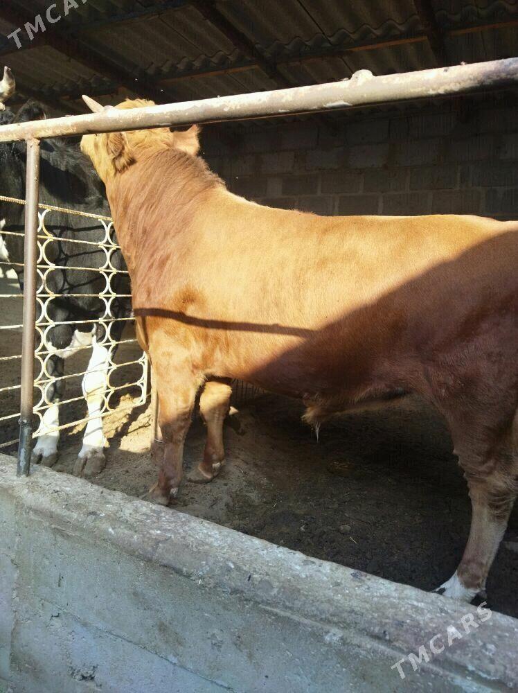 ОКУЗ - Gumdag - img 3