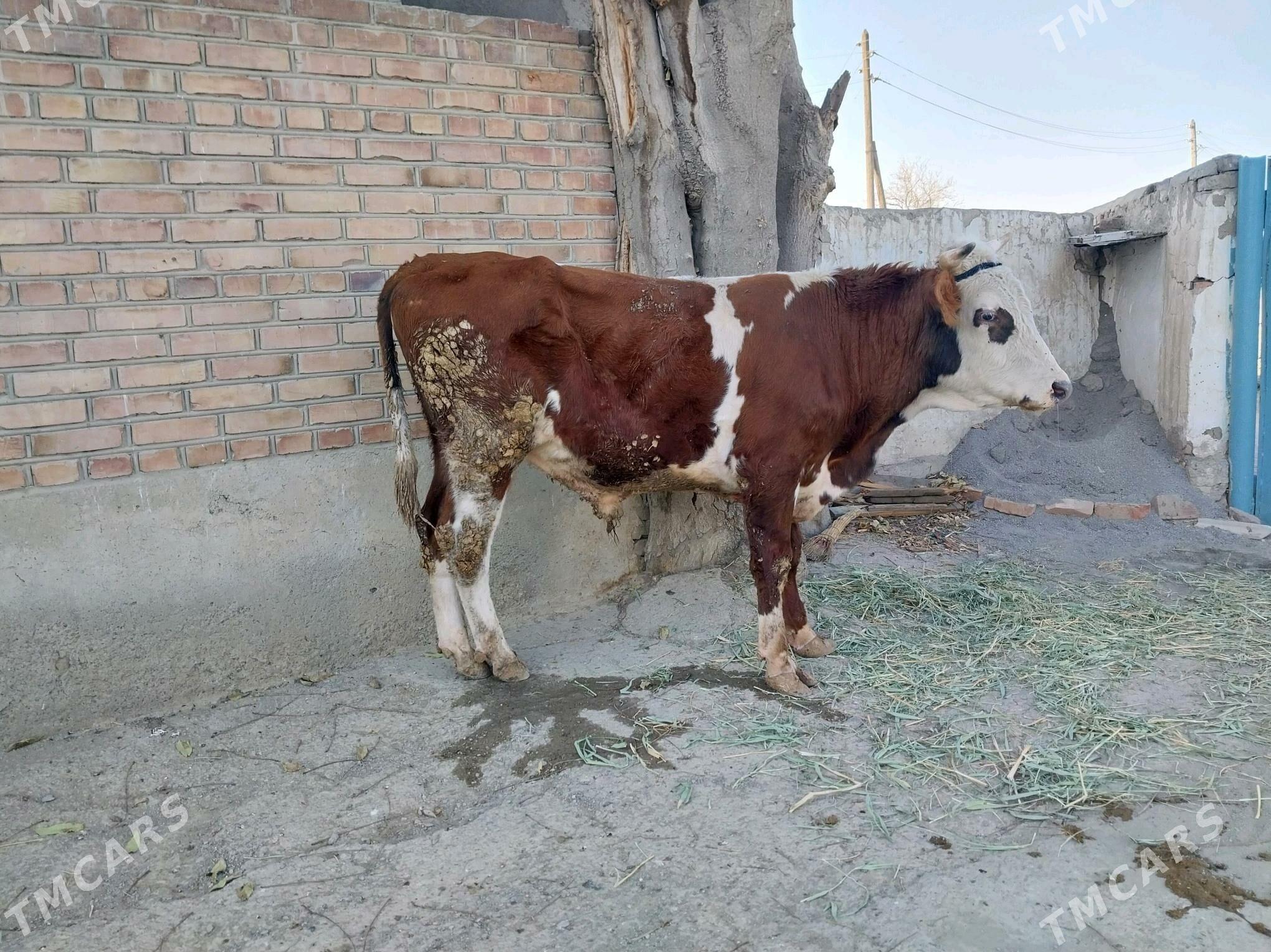 simentalyñ gibridi okuz - Бахарден - img 1