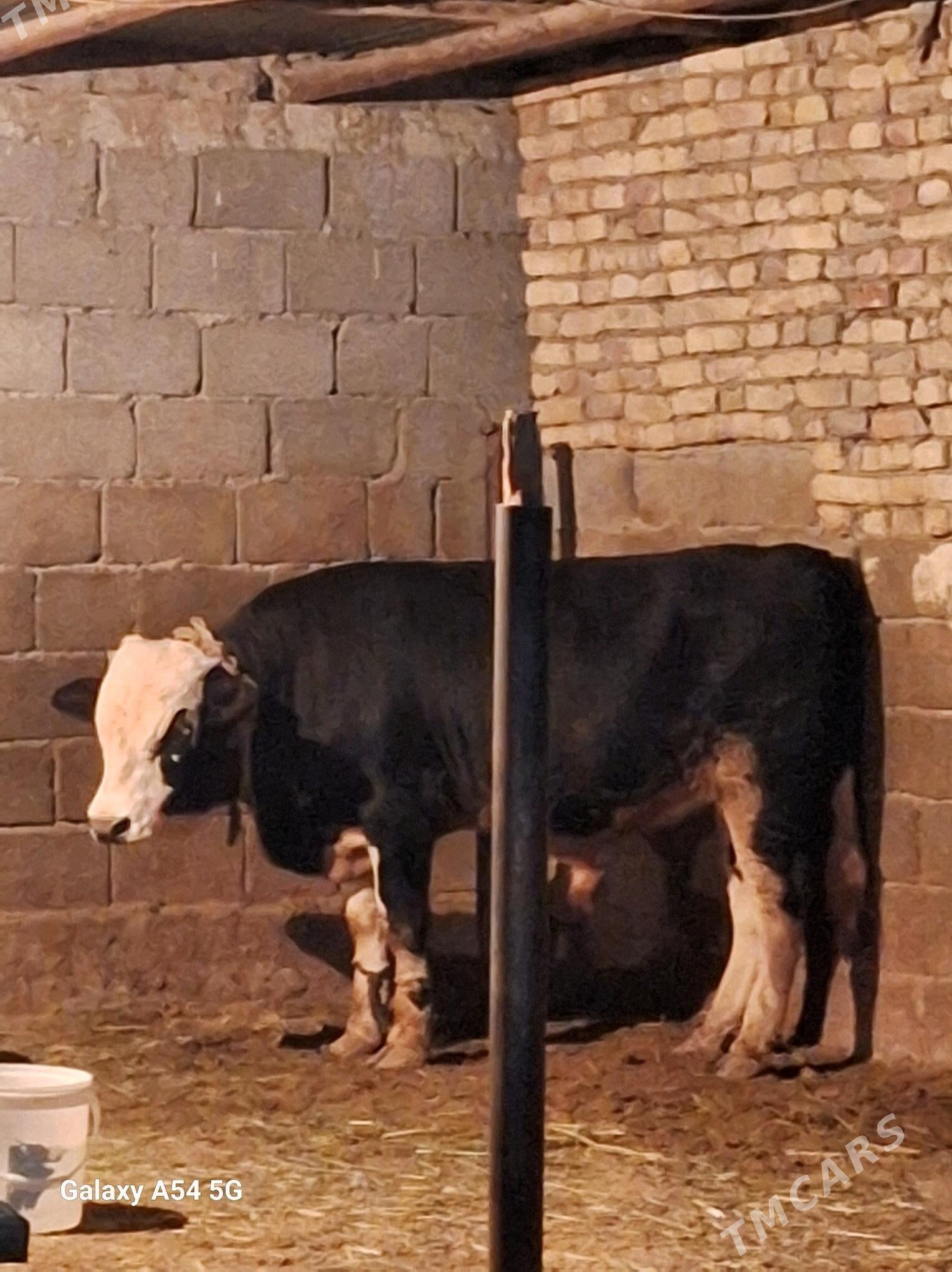 okuz - Gökdepe - img 1