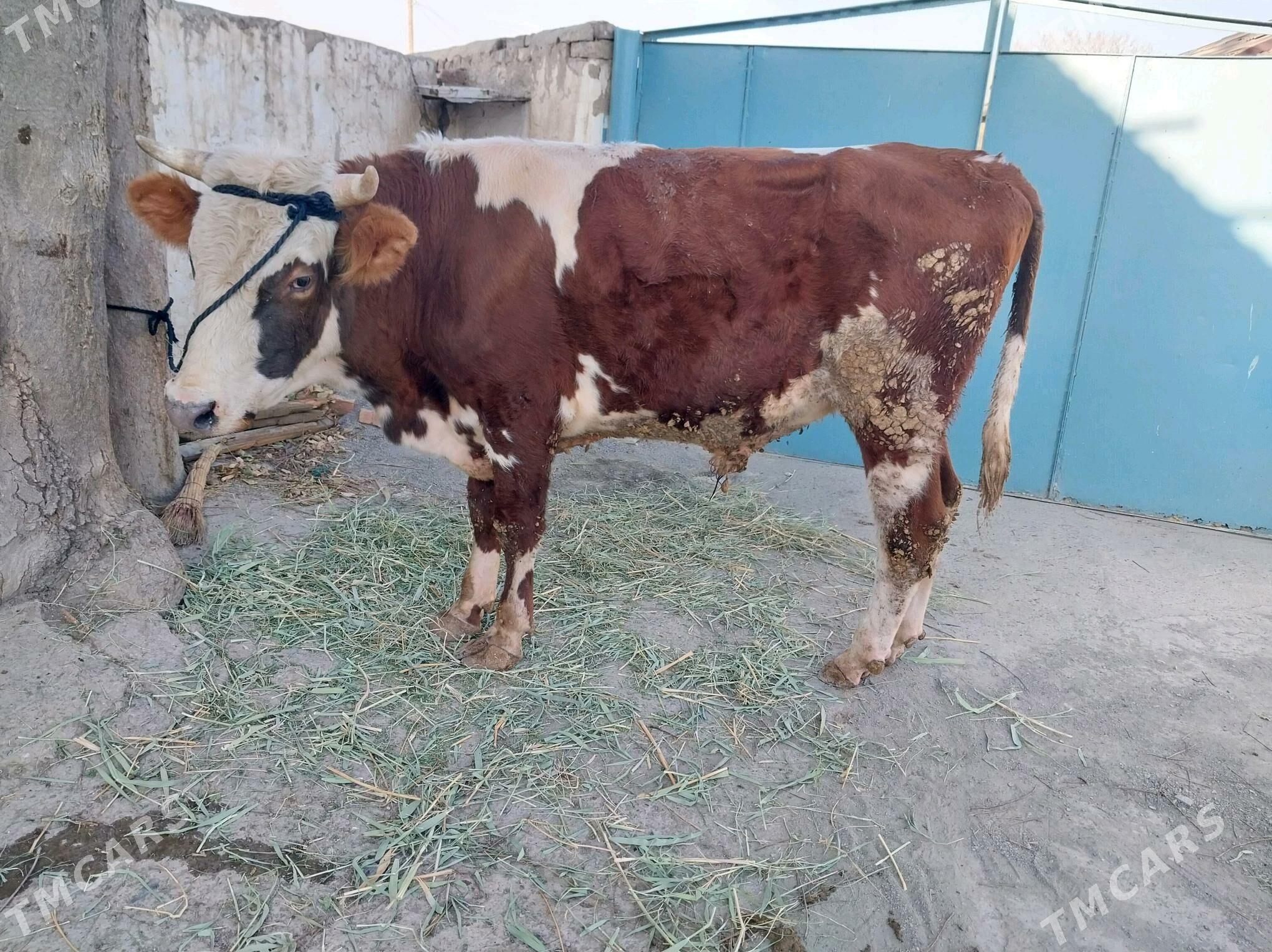 simentalyñ gibridi okuz - Бахарден - img 3