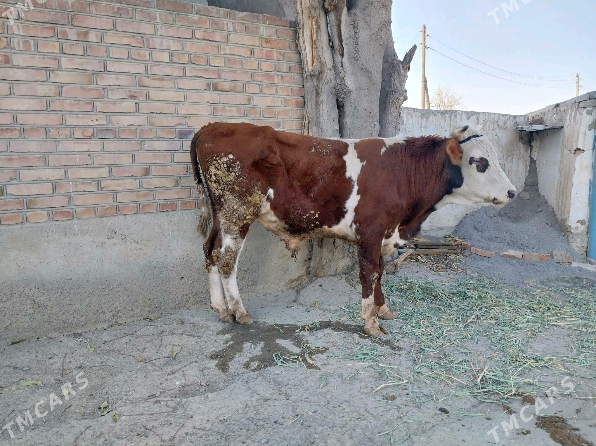 simentalyñ gibridi okuz - Бахарден - img 2