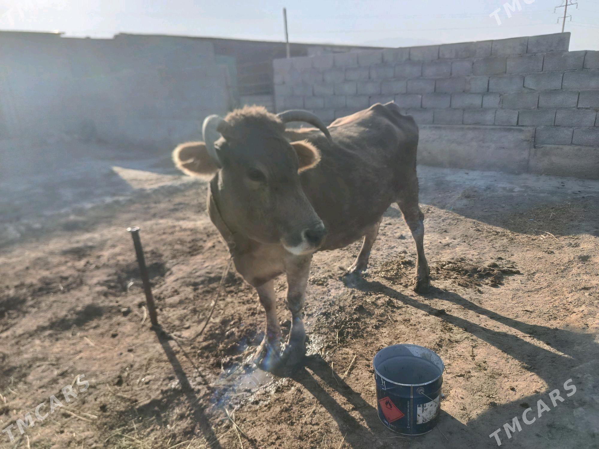 sygyr - Bäherden - img 2