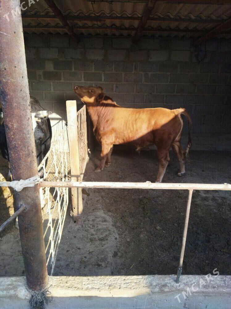 ОКУЗ - Gumdag - img 4