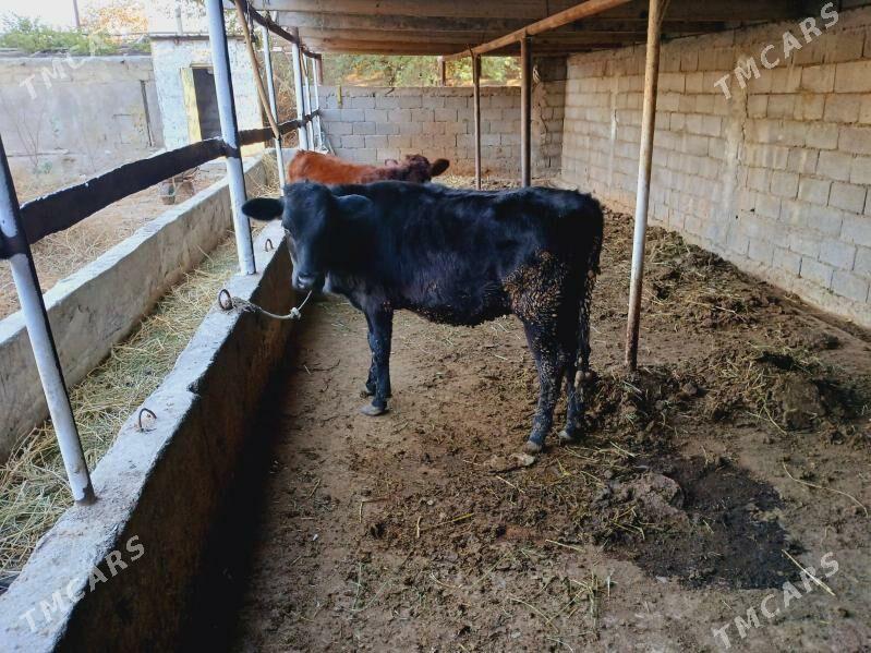 kelek tuwe - Багир - img 2