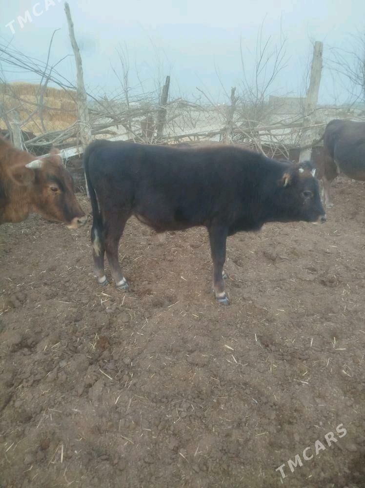 okuz - Bäherden - img 2