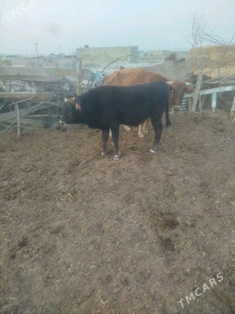 okuz - Bäherden - img 4