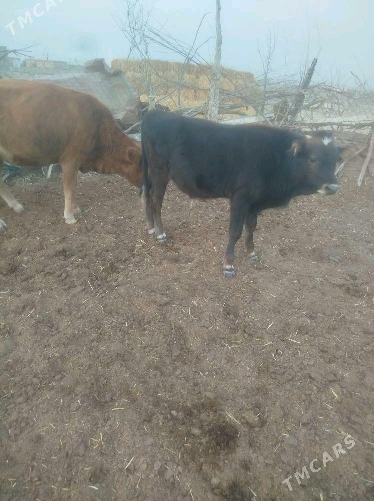 okuz - Bäherden - img 3