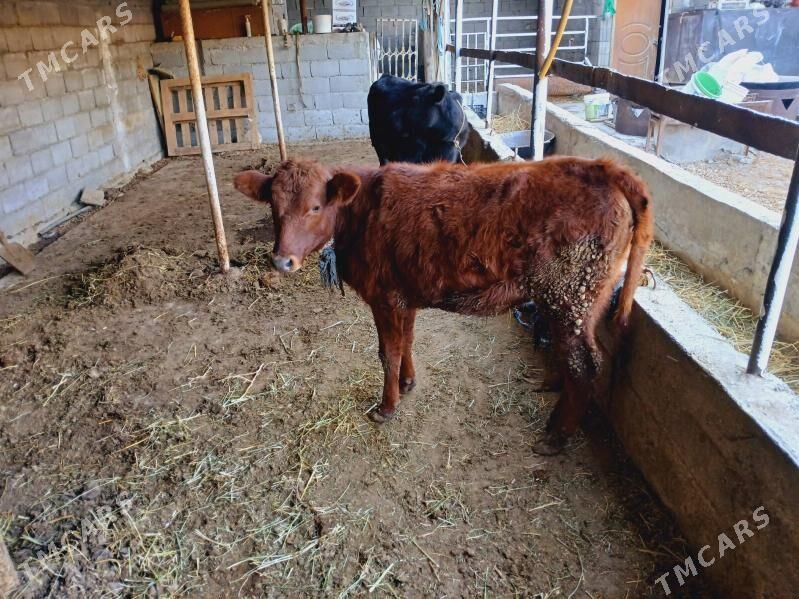 kelek tuwe tohum - Багир - img 1