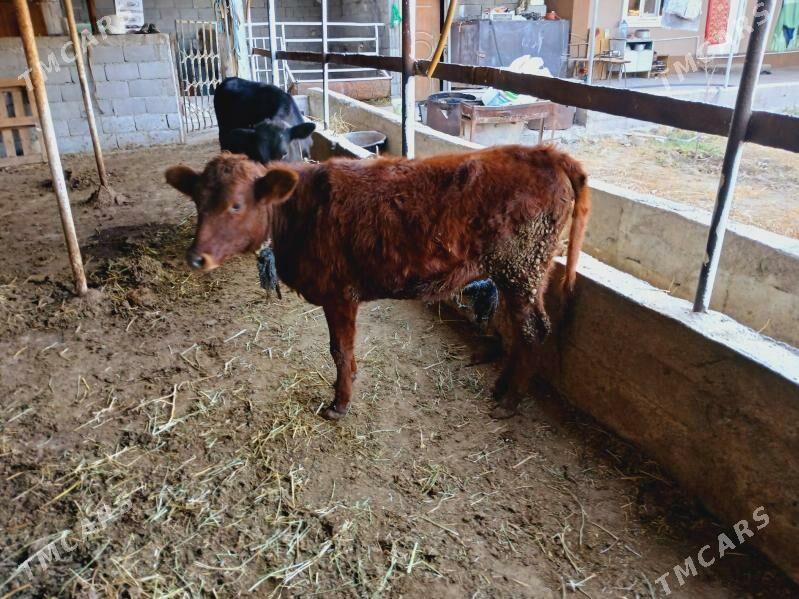 kelek tuwe tohum - Багир - img 2