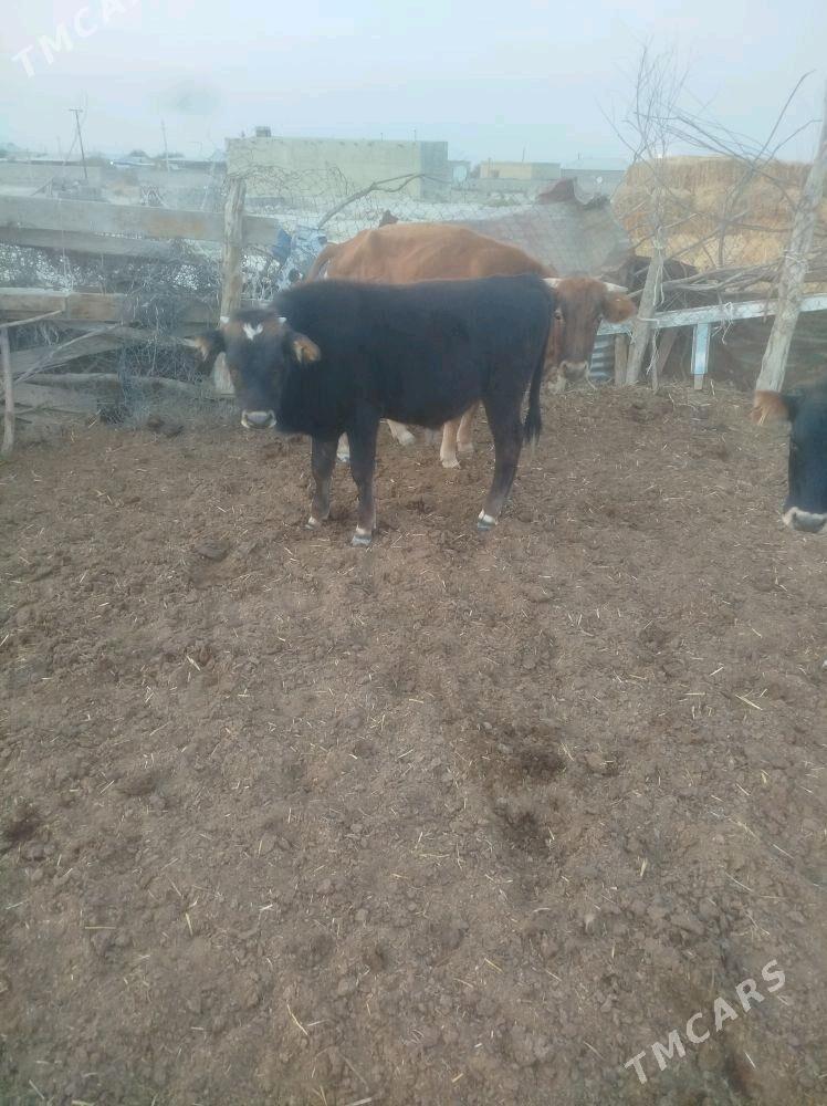 okuz - Bäherden - img 5