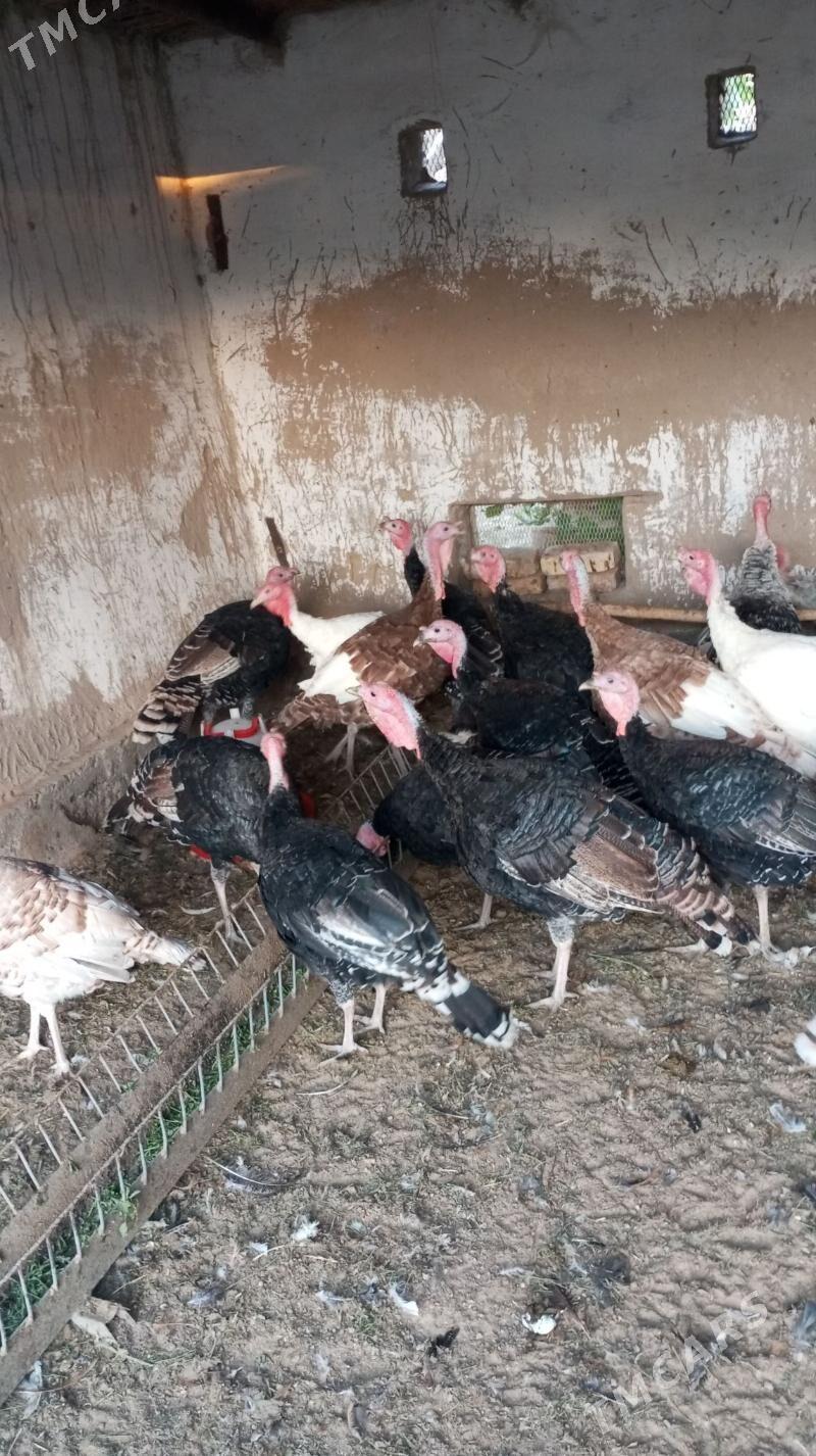 induk - Mary - img 2