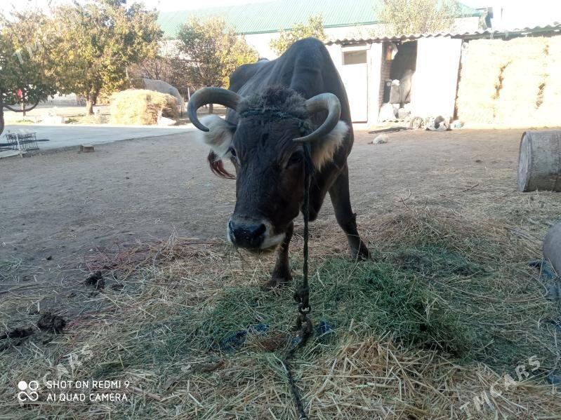 Sygyr - Garadamak - img 2