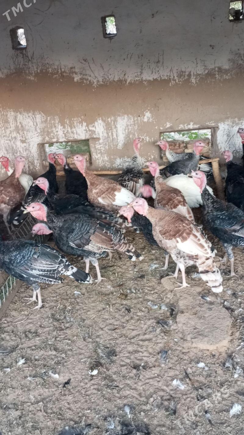 induk - Mary - img 3