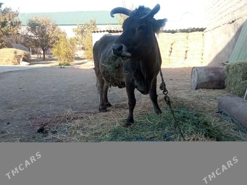 Sygyr - Garadamak - img 3