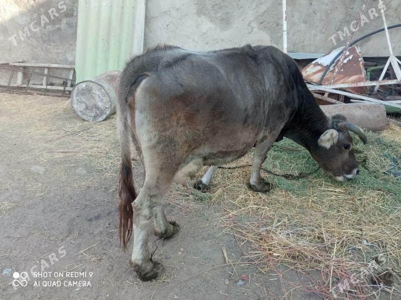 Sygyr - Garadamak - img 5