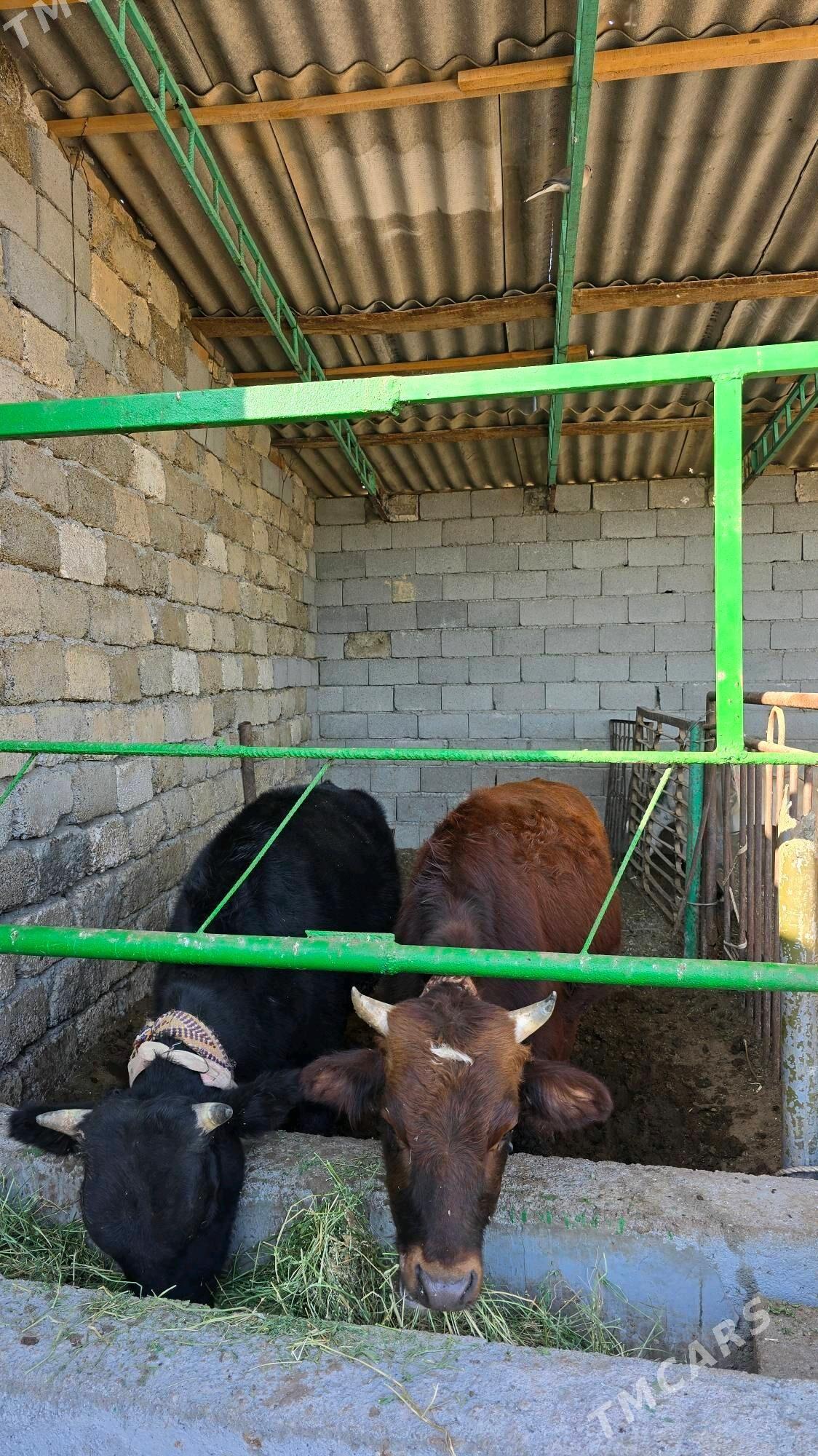 Öküz - Гарадамак - img 4