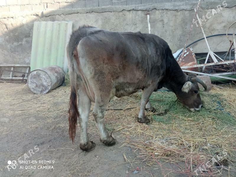 Sygyr - Garadamak - img 4