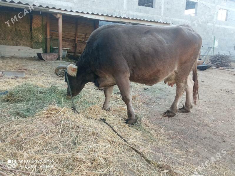 Sygyr - Garadamak - img 6