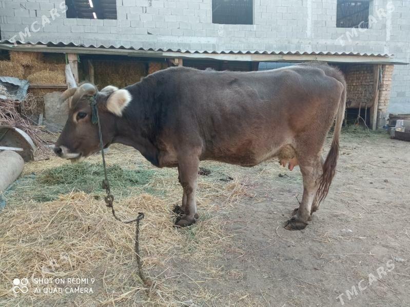 Sygyr - Garadamak - img 7