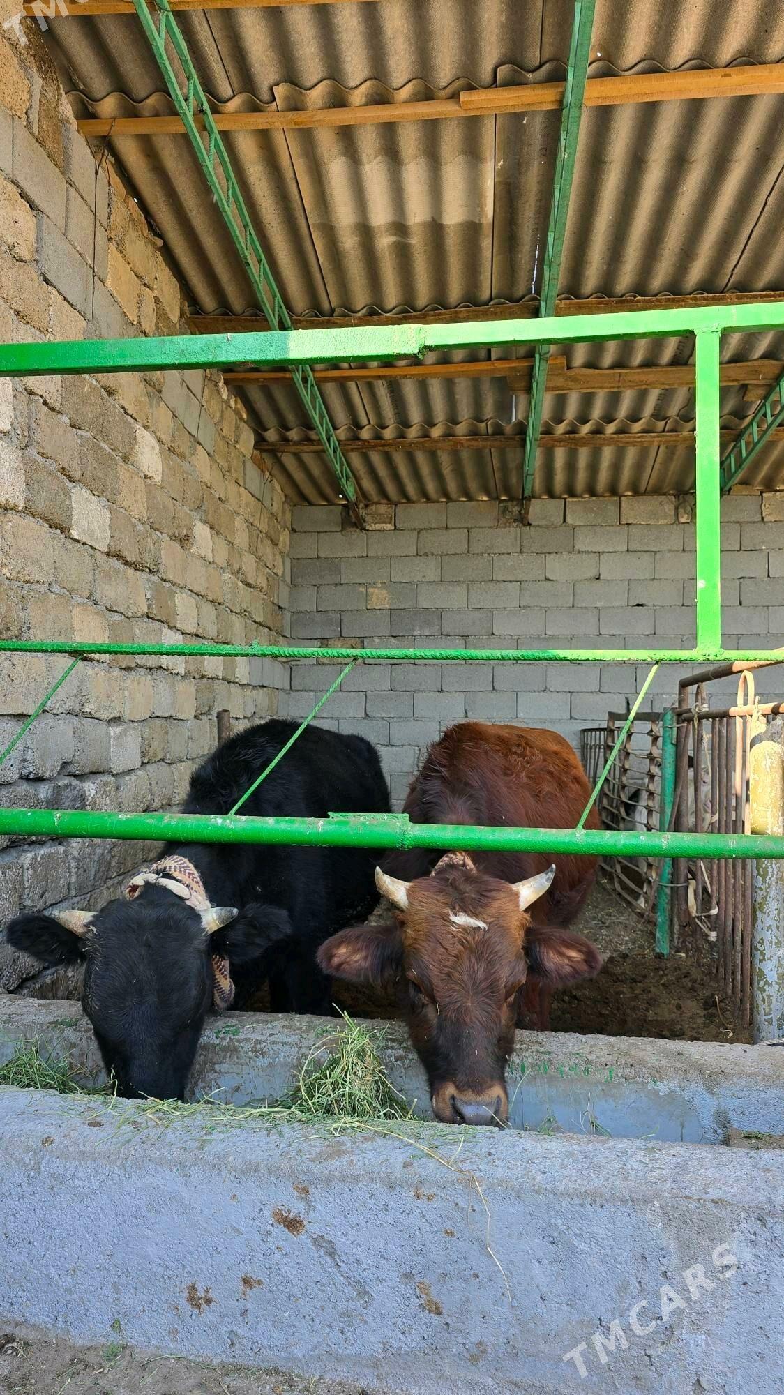 Öküz - Гарадамак - img 3