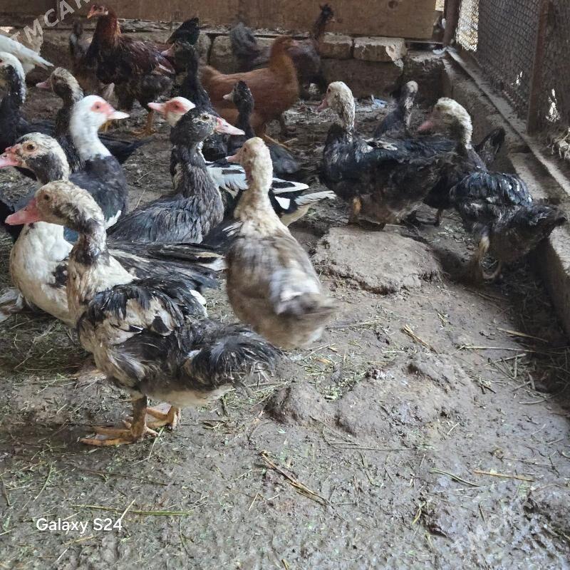 indautga - Кипджак - img 2