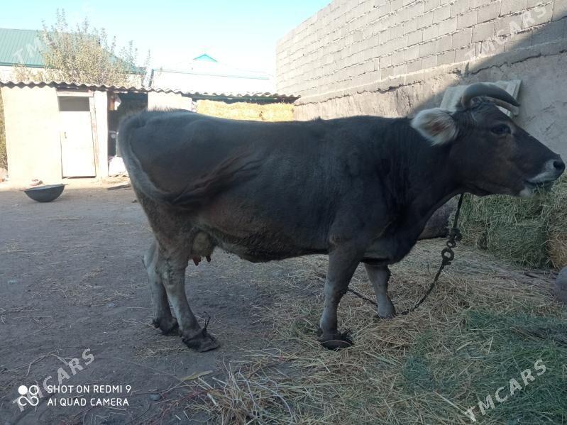 Sygyr - Garadamak - img 8