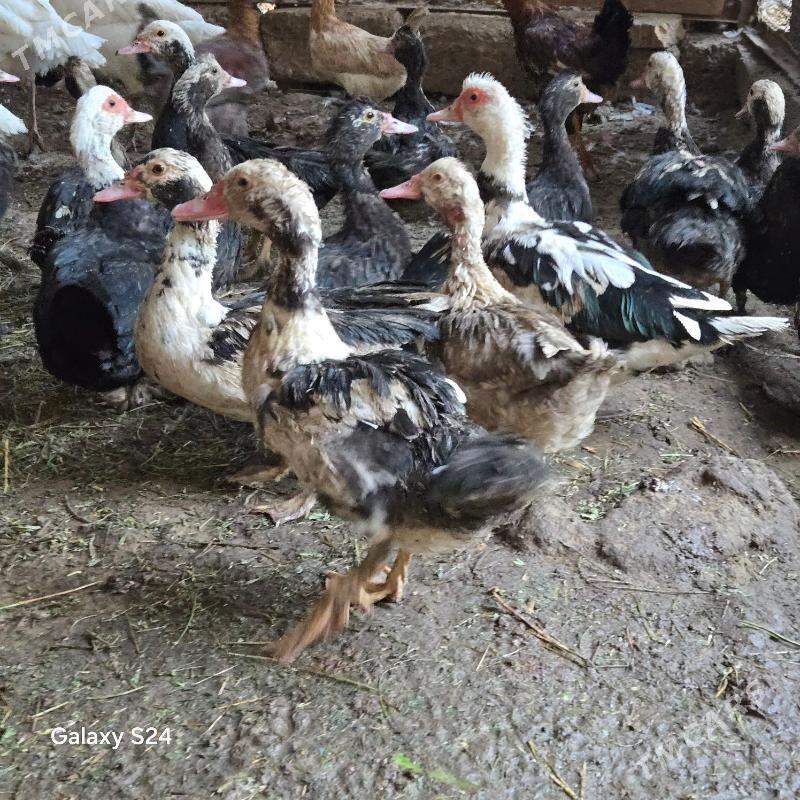 indautga - Кипджак - img 3