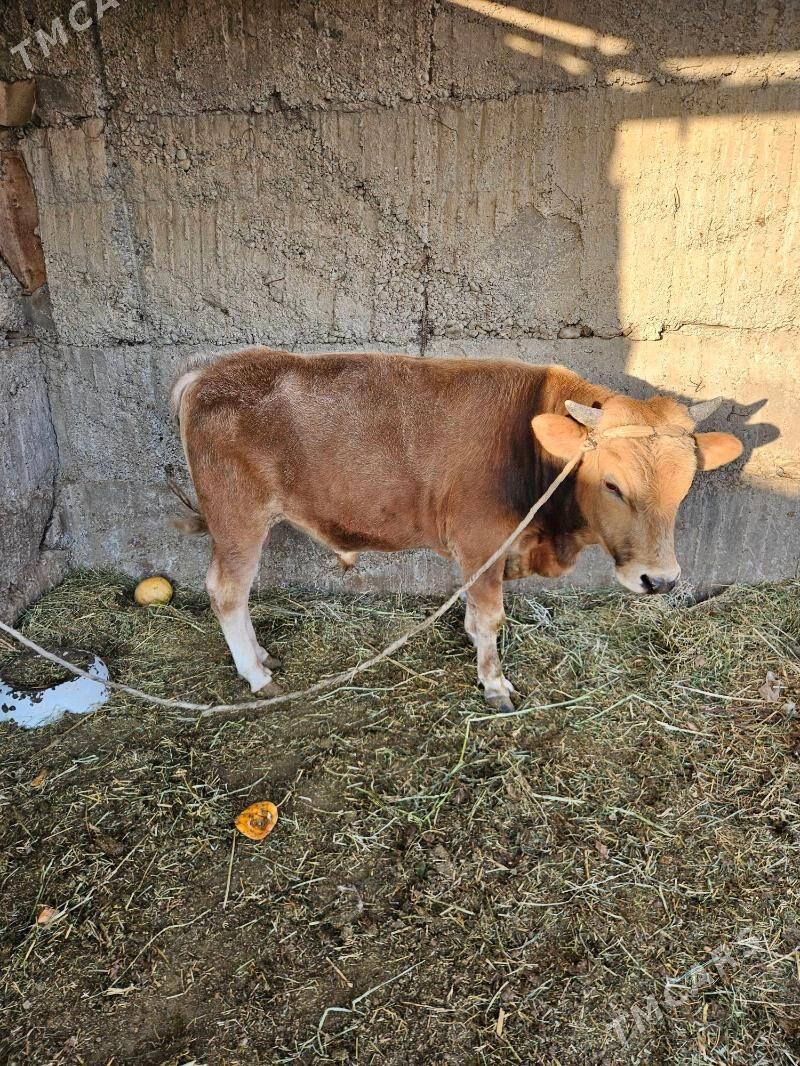 okuz - Бузмеин - img 2