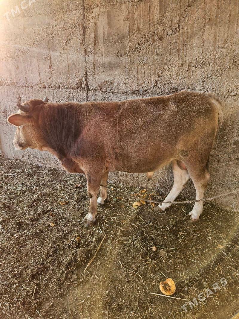 okuz - Бузмеин - img 3