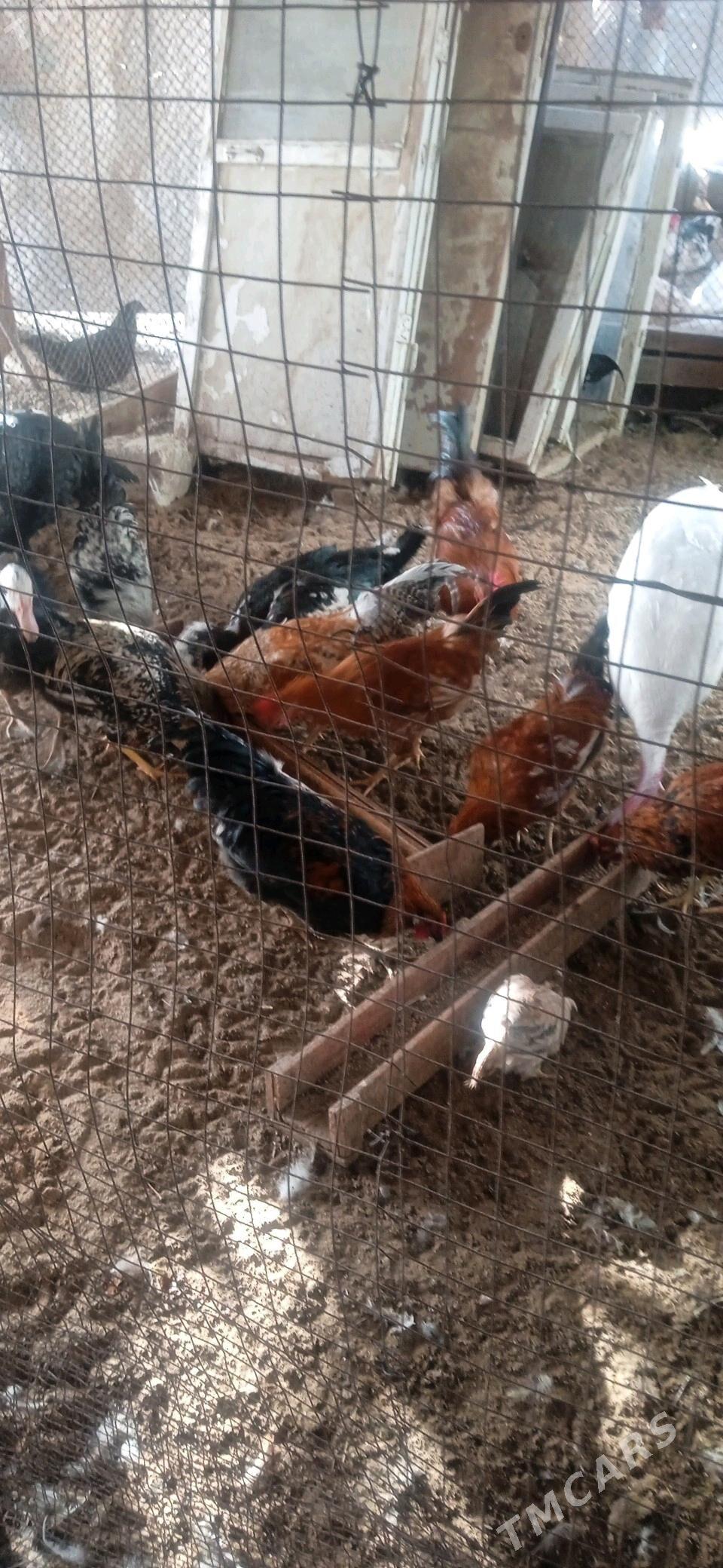 хоразлар - Чарджоу - img 4