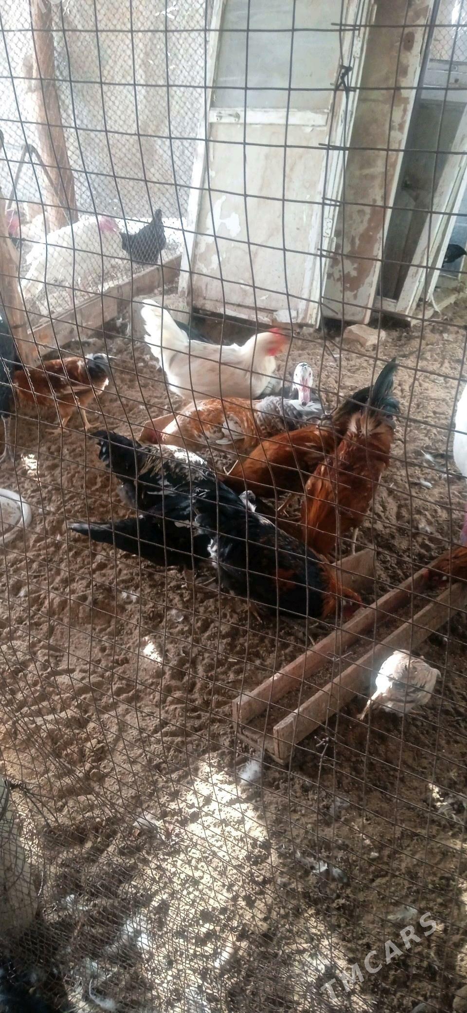 хоразлар - Чарджоу - img 3