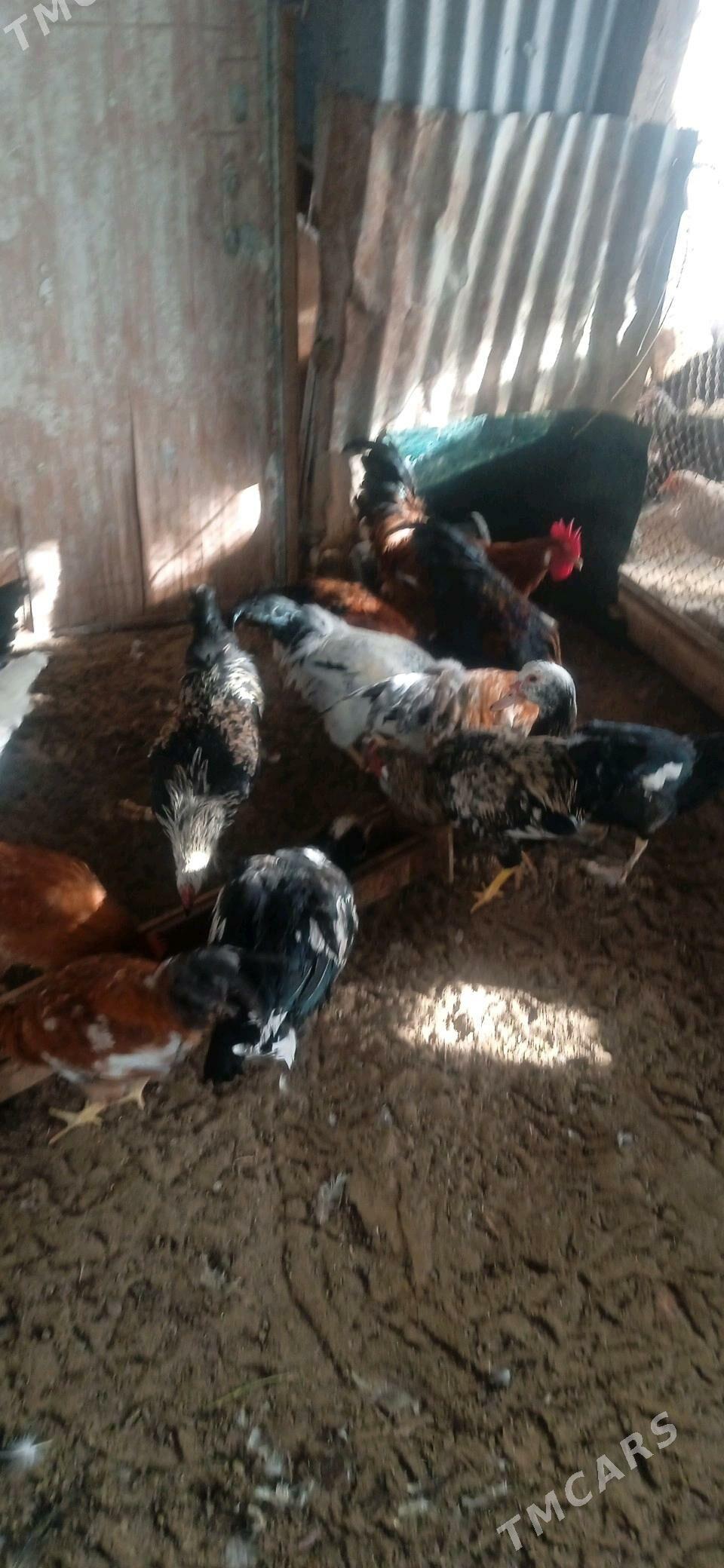 хоразлар - Чарджоу - img 5