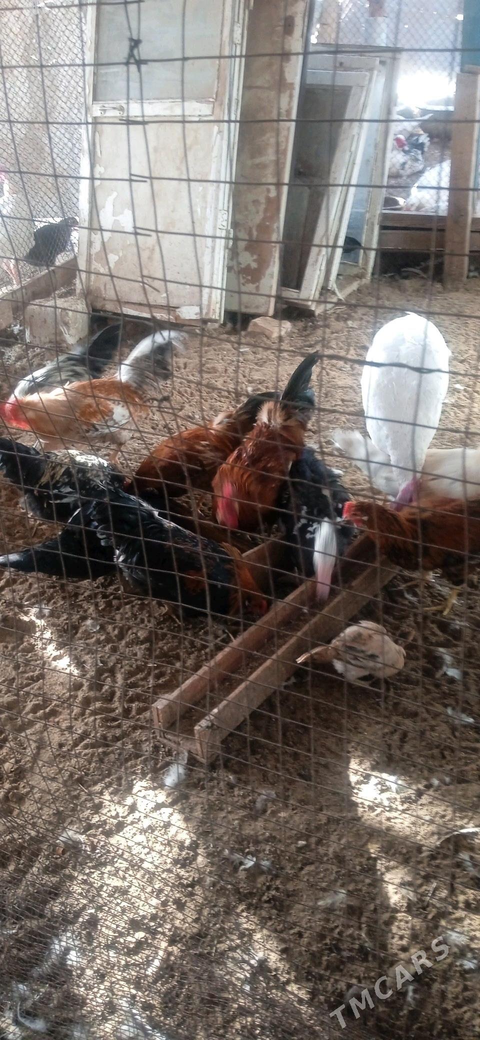 хоразлар - Чарджоу - img 2