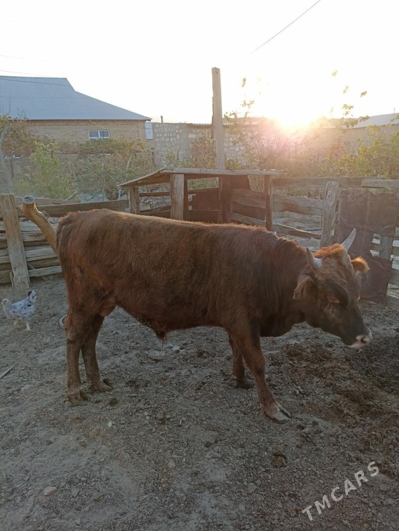 öküz ady Miska - Bereket - img 2