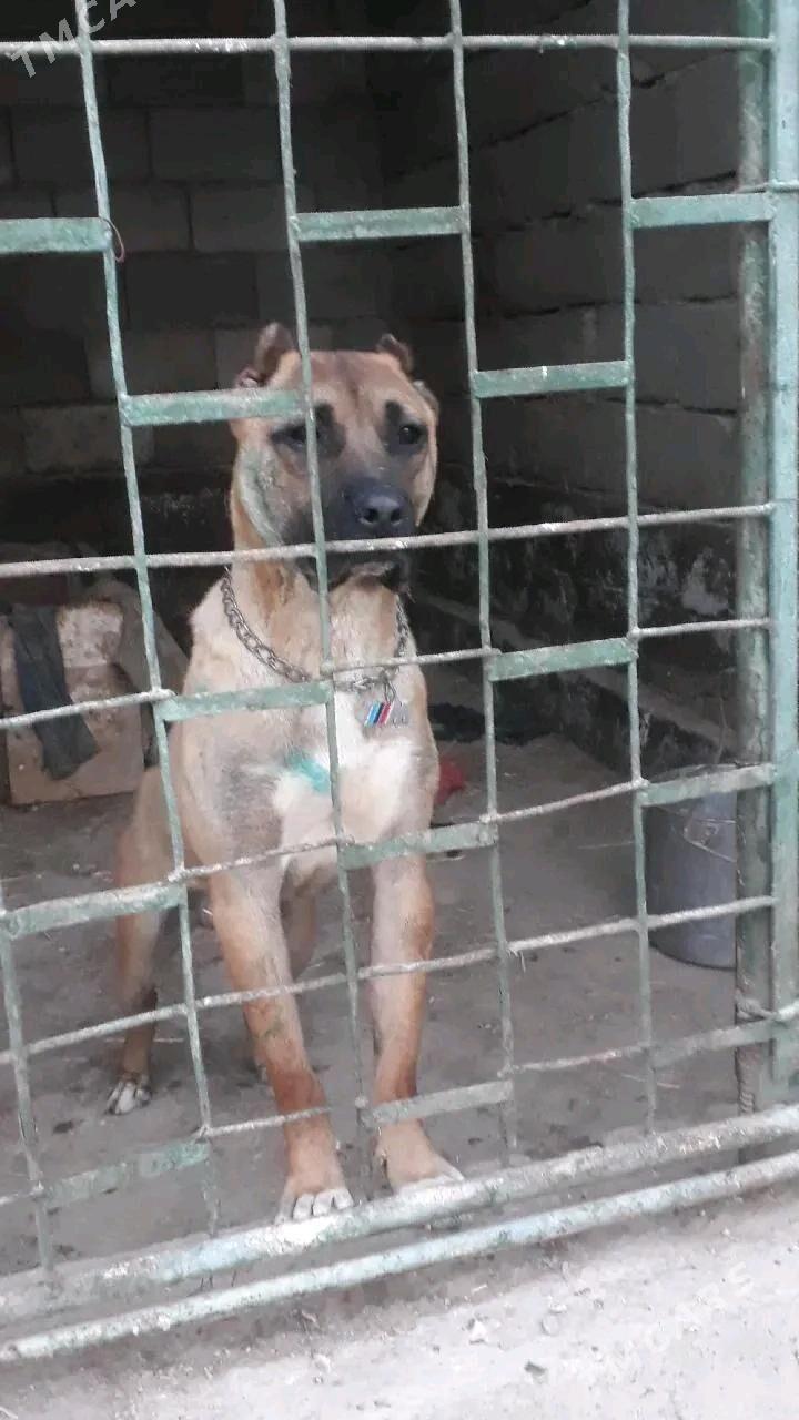 Pitbul - Дашогуз - img 7