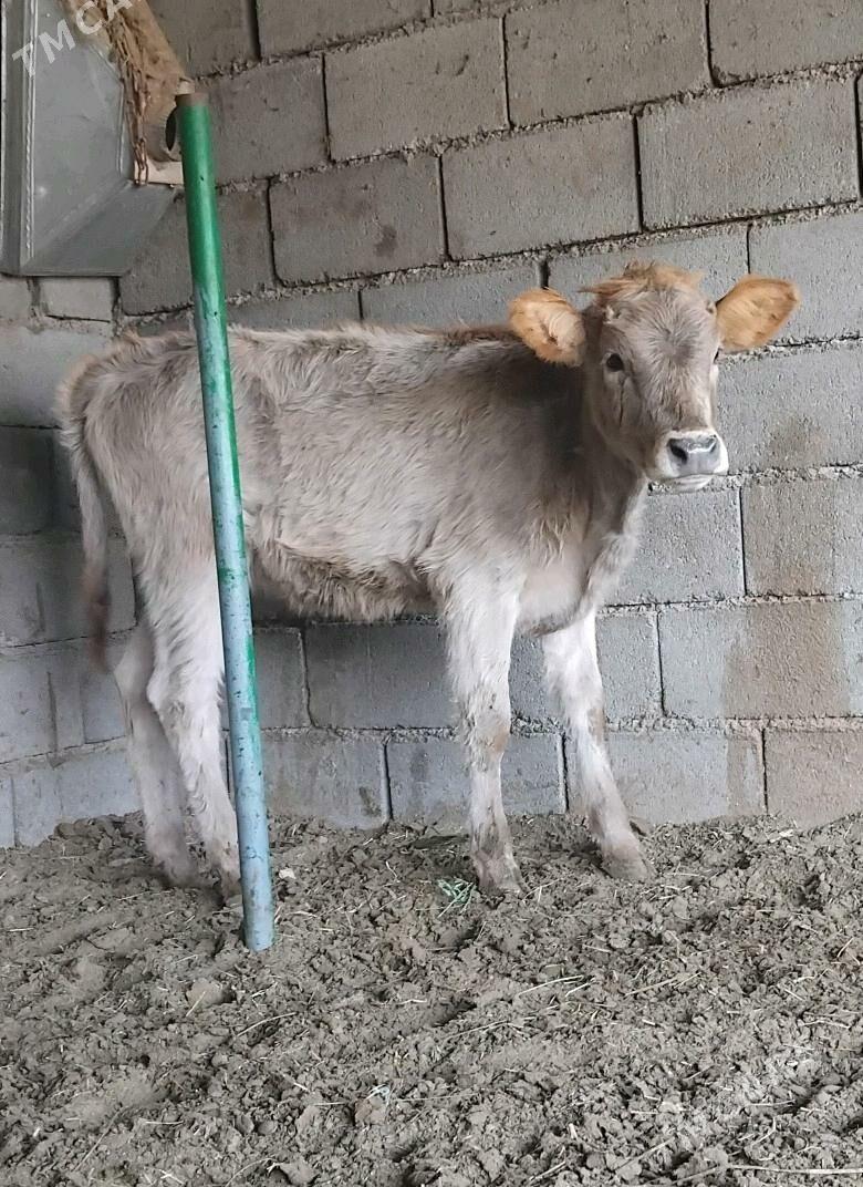 ŠWES OKUZ TUWE - Büzmeýin - img 2